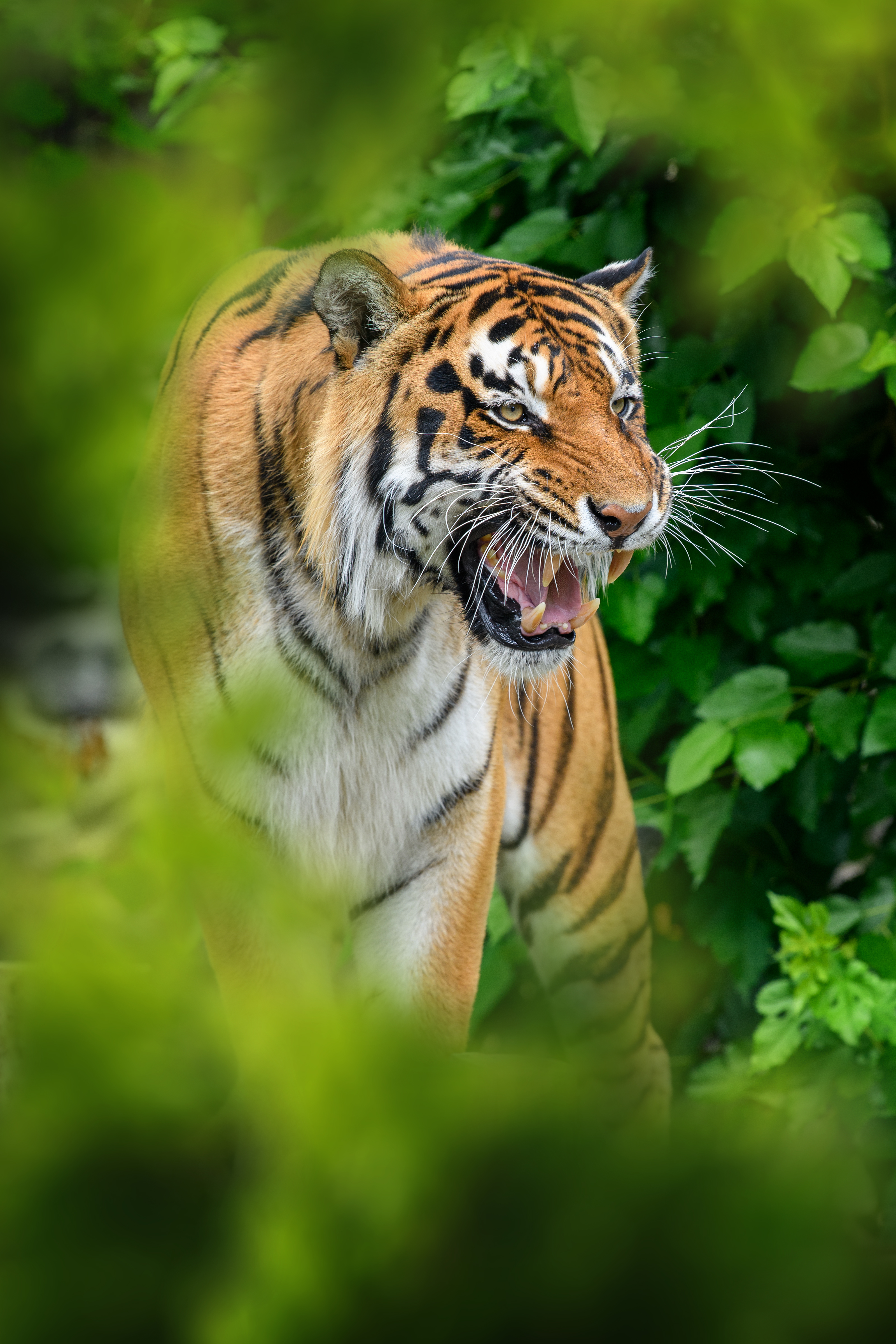 Nagarahole Forest Overview